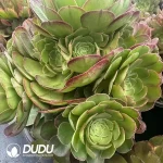 8Pcs Aeonium Banlan Variegated Clustering