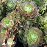 8Pcs Aeonium Banlan Variegated Clustering - Image 2