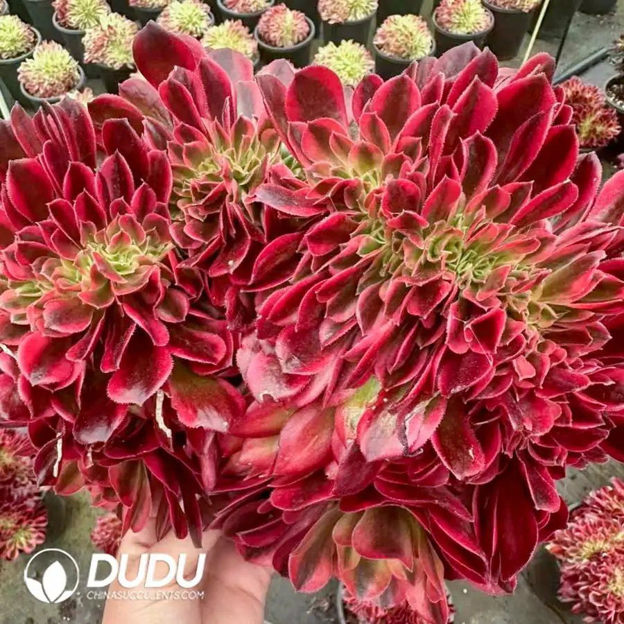 1756123436-1742549753-e201.webp 8Pcs Aeonium Miul Cristata - Image 1