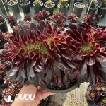 8Pcs Aeonium Xiangfei Cristata