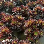 8Pcs Aeonium Xiangfei Cristata - Image 2
