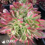 8Pcs Aeonium Godness Cristata