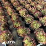 8Pcs Aeonium Godness Cristata - Image 2
