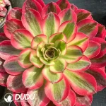 8Pcs Aeonium Qing Cheng Small Bouquet Clustering