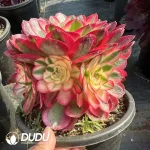 8Pcs Aeonium Qing Cheng Small Bouquet Clustering - Image 2