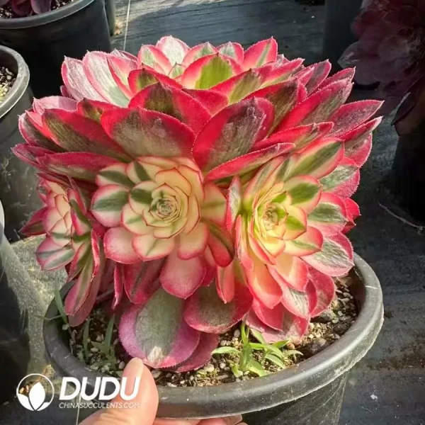 8Pcs Aeonium Qing Cheng Small Bouquet Clustering - Image 2