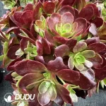 8Pcs Aeonium Rose of Lust Clustering