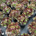 8Pcs Aeonium Rose of Lust Clustering - Image 2