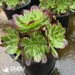 8Pcs Aeonium Fluorescent Kaleidoscope Clustering