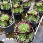 8Pcs Aeonium Fluorescent Kaleidoscope Clustering - Image 2