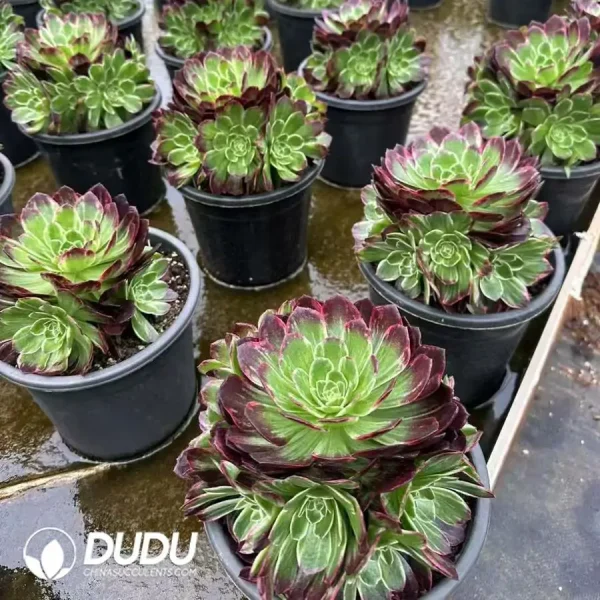 8Pcs Aeonium Fluorescent Kaleidoscope Clustering - Image 2