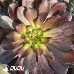 8Pcs Aeonium Afterglow Clustering