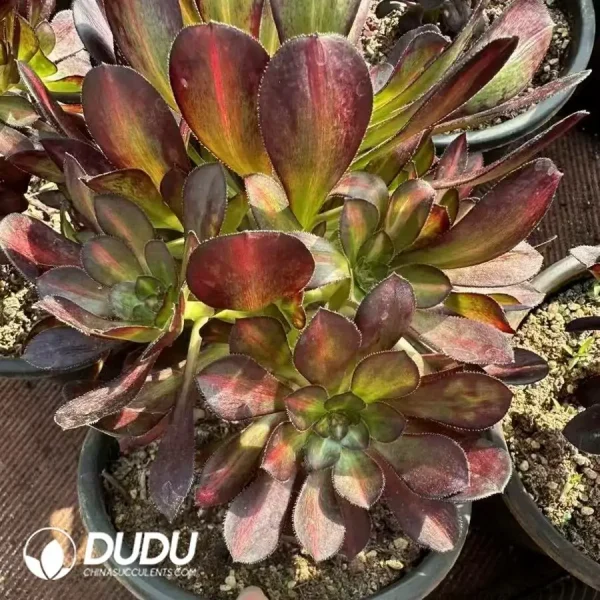 8Pcs Aeonium Afterglow Clustering - Image 2