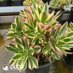8Pcs Aeonium Maple Leaf Clustering