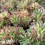 8Pcs Aeonium Maple Leaf Clustering - Image 2