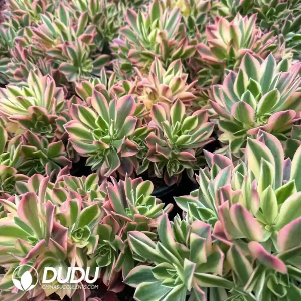 8Pcs Aeonium Maple Leaf Clustering - Image 2