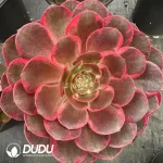 8Pcs Aeonium Love in a Fallen Town Clustering