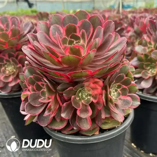 8Pcs Aeonium Love in a Fallen Town Clustering - Image 2