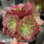8Pcs Aeonium Pink Flower Demon Clustering