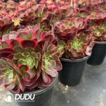 8Pcs Aeonium Pink Flower Demon Clustering - Image 2