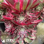 8Pcs Aeonium Peacock Feather Clustering