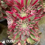 8Pcs Aeonium Peacock Feather Clustering - Image 2