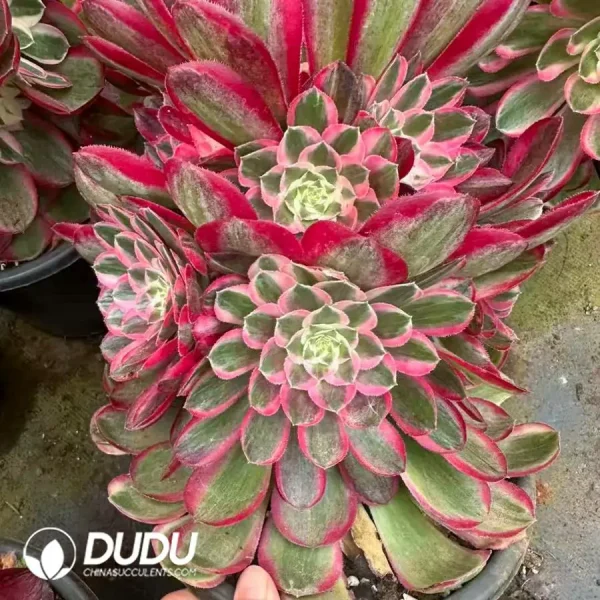 8Pcs Aeonium Peacock Feather Clustering - Image 2