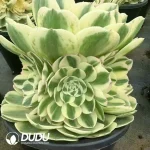8Pcs Aeonium Snow White Clustering