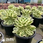 8Pcs Aeonium Snow White Clustering - Image 2