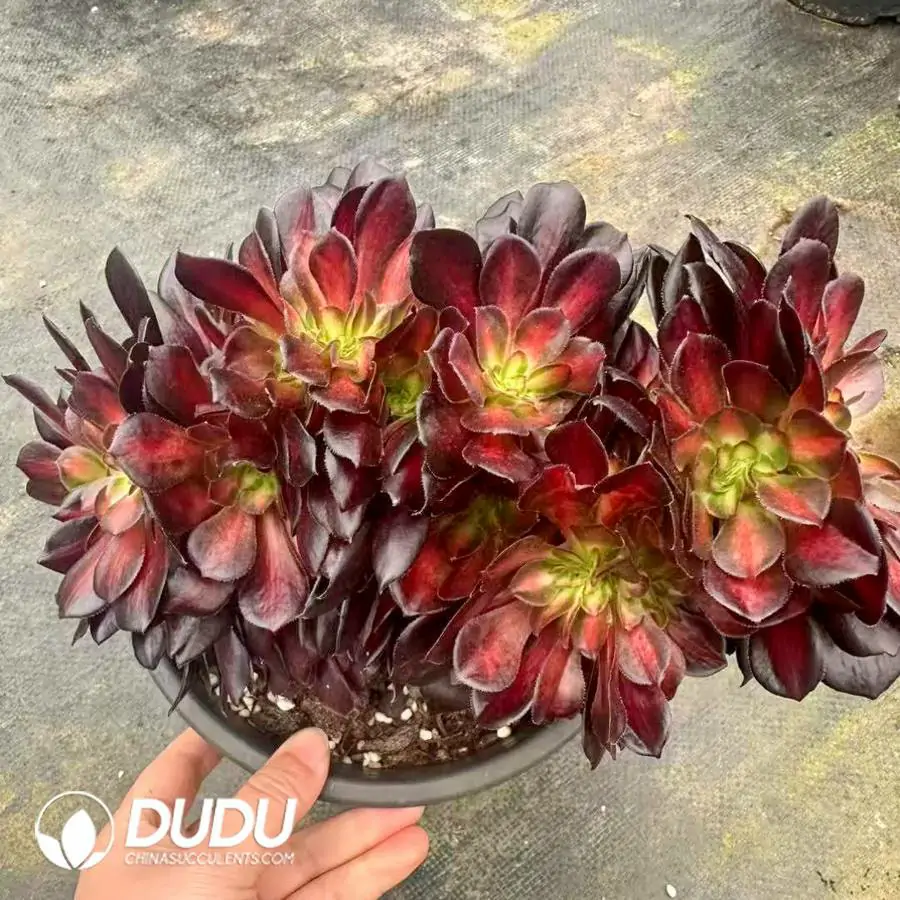 1756123480-1742549916-e201.webp 8Pcs Aeonium Huana Cristate - Image 1