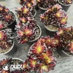 8Pcs Aeonium Huana Cristate - Image 2