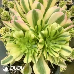 8Pcs Aeonium Golden Emerald Clustering
