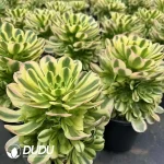8Pcs Aeonium Golden Emerald Clustering - Image 2