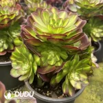 8Pcs Aeonium Matcha Clustering