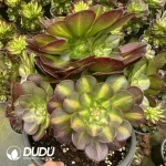 8Pcs Aeonium Matcha Clustering - Image 2