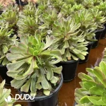 8Pcs Aeonium Fluorescent Ink Clustering