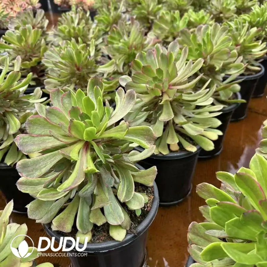 1756123492-1742549966-e201.webp 8Pcs Aeonium Fluorescent Ink Clustering - Image 1