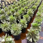 8Pcs Aeonium Fluorescent Ink Clustering - Image 2