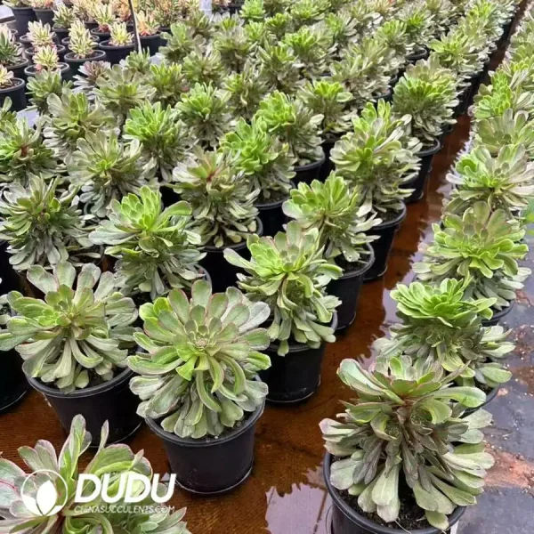 8Pcs Aeonium Fluorescent Ink Clustering - Image 2