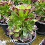 8Pcs Aeonium Yuhe Clustering