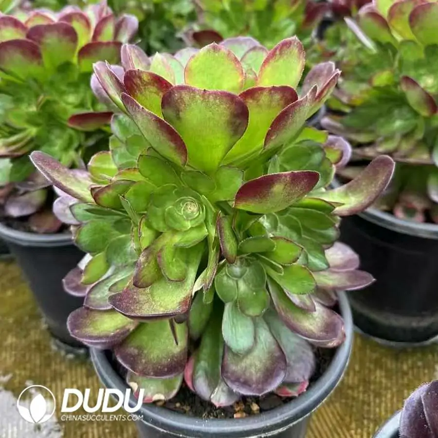 1756123494-1742549975-e201.webp 8Pcs Aeonium Yuhe Clustering - Image 1