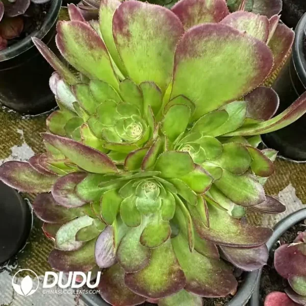 8Pcs Aeonium Yuhe Clustering - Image 2