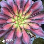 8Pcs Aeonium charm Clustering