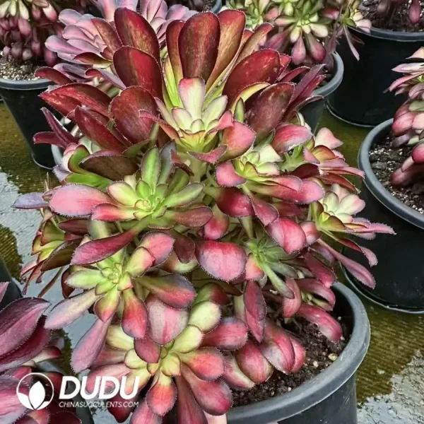 8Pcs Aeonium charm Clustering - Image 2
