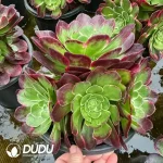 8Pcs Aeonium Yuzi Clustering