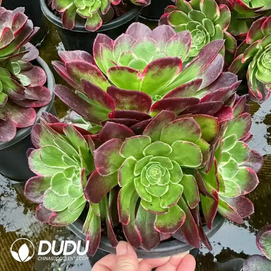 1756123503-1742550007-e201.webp 8Pcs Aeonium Yuzi Clustering - Image 1