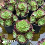 8Pcs Aeonium Yuzi Clustering - Image 2