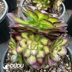 8Pcs Aeonium Neptune Colorful Clustering