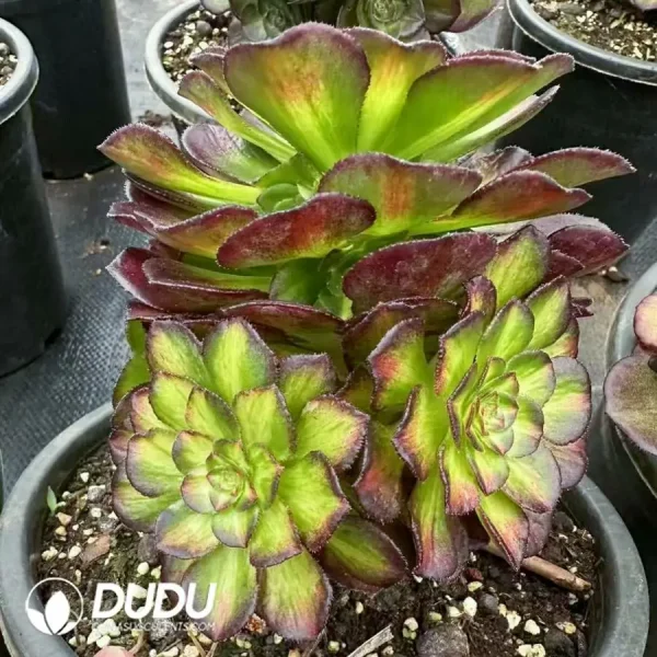 8Pcs Aeonium Neptune Colorful Clustering - Image 2