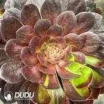 8Pcs Aeonium HuaYueYe Clustering
